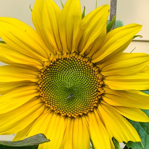 Meet your Posher, Terri lynn - Picture 9 of 16